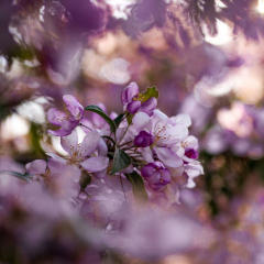 Kirschblüten